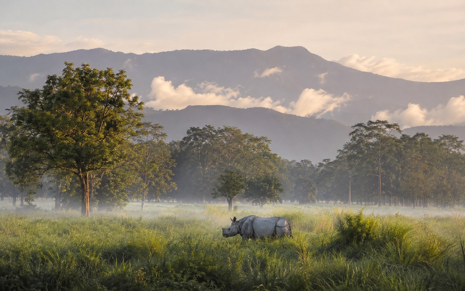 One-horned rhinoceros in the grasslands of Dooars