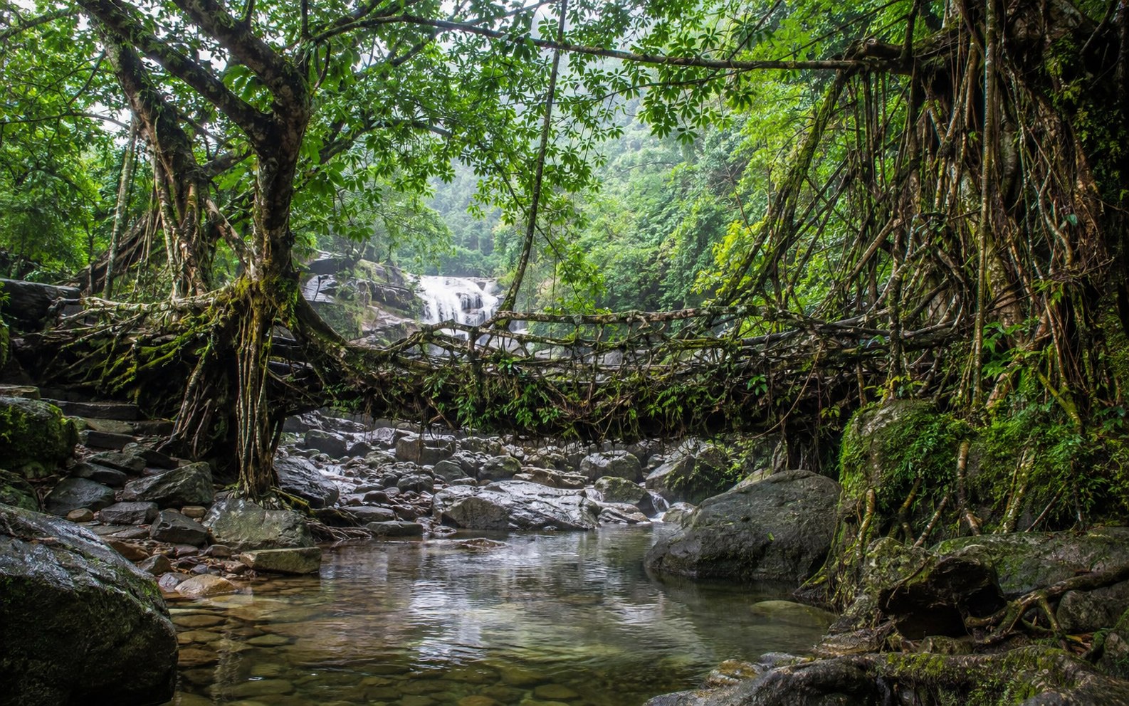 Living root bridge in the rainforest of Meghalaya