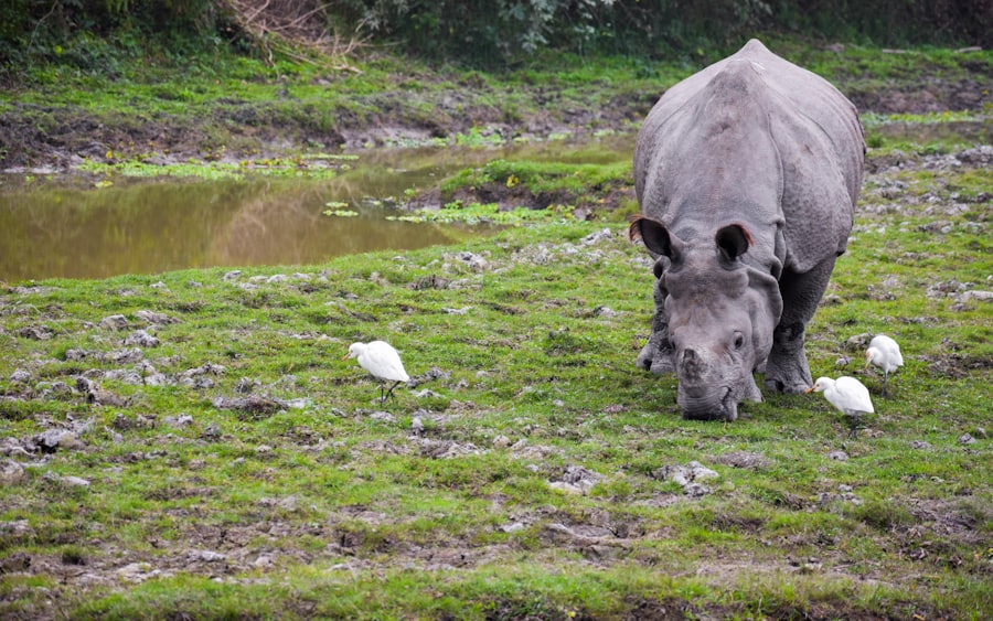 Rhino in Kaziranga National Park